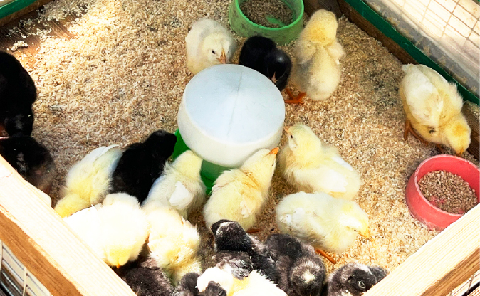 移動動物園